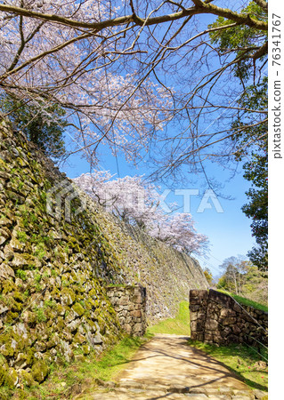 Hikone Castle (March Sakura Sunny) Hikone Castle (March Sakura Sunny) 76341767