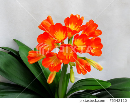 You Yoko You Yoko 76342110