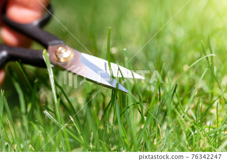 Close-up detail view of man hand cutting green grass on backyard garden with small nail scissors on bright summer sunny day. Accurate perfect lawn mowing care maintenance and service concept 76342247