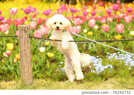 在鬱金香領域的 Maltipoo 在鬱金香領域的 Maltipoo 76342732