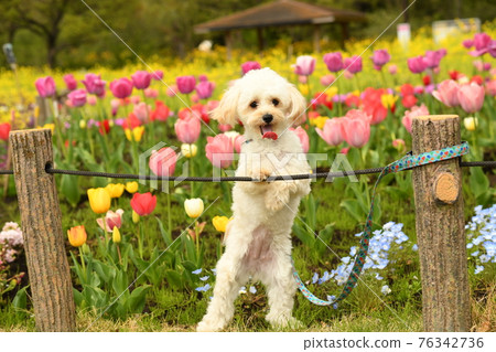 在鬱金香領域的 Maltipoo 76342736