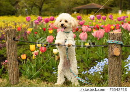 在鬱金香領域的 Maltipoo 76342738