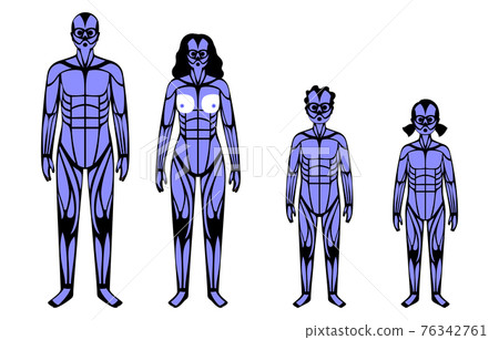 Human muscular system 76342761