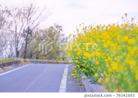 Early April: Rape blossoms on the side of the road are in full bloom. Quiet spring image Early April: Rape blossoms on the side of the road are in full bloom. Quiet spring image 76342803