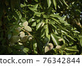 Green almonds growing and ripening on the branches of an almond tree wrapped in green leaves 76342844
