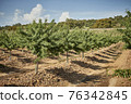Planting and growing almond trees in spring 76342845