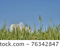 Hordeum vulgare. Common field grasses over blue sky and clouds 76342847