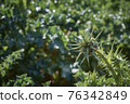 Carthamus flower. Spiny wild plant with sharp tips 76342849