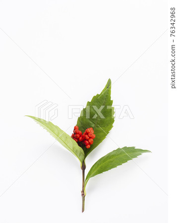 南天竹果實〉 南天竹果實〉 76342968