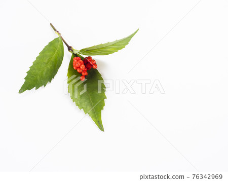 南天竹果實〉 南天竹果實〉 76342969