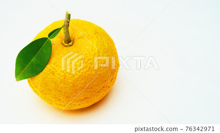 Close-up photo of Yuzu fruit Close-up photo of Yuzu fruit 76342971