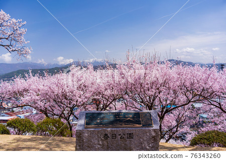 (長野縣)伊那春日公園(城址)櫻花盛開 (長野縣)伊那春日公園(城址)櫻花盛開 76343260