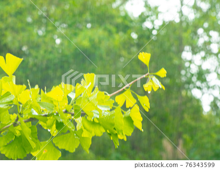 Ginkgo wet in the rain Ginkgo wet in the rain 76343599