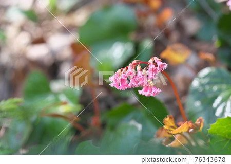 Oui Iwagami 76343678