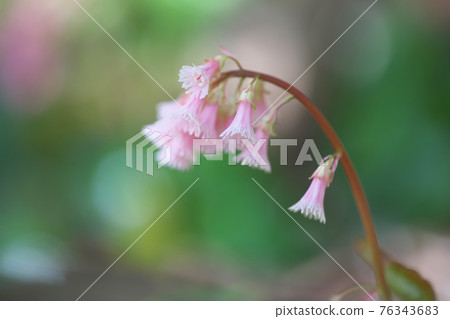 Oui Iwagami 76343683