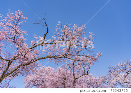 （長野縣）伊那春日公園（城址）櫻花盛開 76343725