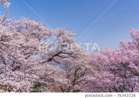 (Nagano Prefecture) Ina Kasuga Park (castle ruins) Cherry blossoms in full bloom 76343726