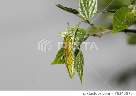Larva of the red beetle 76343873