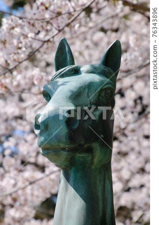Sakura at Soma Nakamura Shrine (Soma City, Fukushima Prefecture) 76343896
