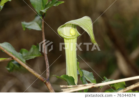 Surugantenishou 76344074