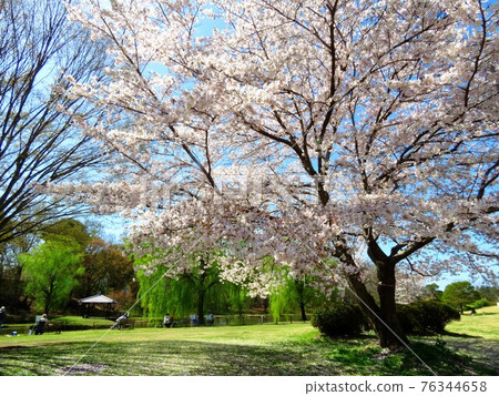 Spring in full bloom Koga Park 76344658