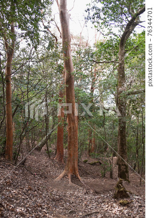 Tall Stewartia with red bark Tall Stewartia with red bark 76344701