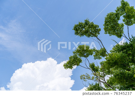 綠色和晴朗的天空 綠色和晴朗的天空 76345237