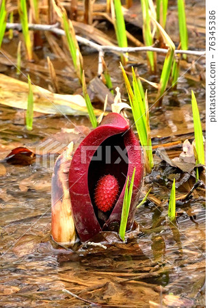 The skunk cabbage that announces the spring of Otaru. The skunk cabbage that announces the spring of Otaru. 76345386