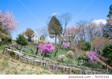 東京,名治之森高雄國定公園,小伯托克城山山頂,春天的花園 東京,名治之森高雄國定公園,小伯托克城山山頂,春天的花園 76345582
