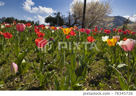 Tulips and cherry blossoms in full bloom at Hitsujiyama Park, Chichibu City, Saitama Prefecture 76345726
