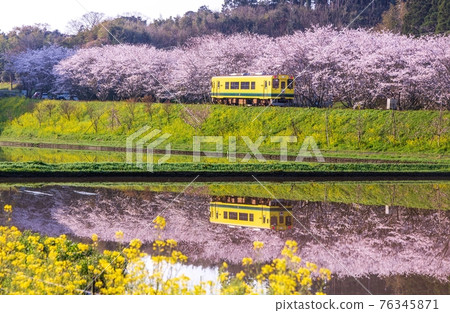 房總半島新田野附近 盛開的櫻花和油菜花倒映在水面上，黃車中的伊澄鐵道 76345871