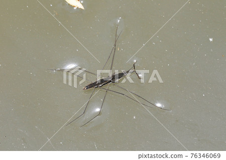 Mating of Namia Membo 76346069