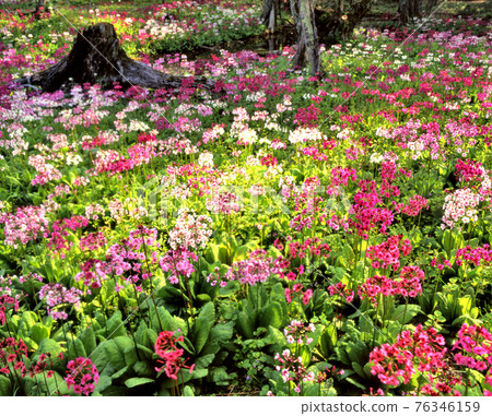 Japanese primrose (Japanese primrose) Nikko City Sentegahama Japanese primrose (Japanese primrose) Nikko City Sentegahama 76346159