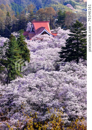 Takato small Higan cherry blossoms on the site of Takato Castle Takato small Higan cherry blossoms on the site of Takato Castle 76346161