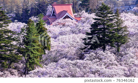 高遠城址上的高遠小彼岸櫻花 76346162
