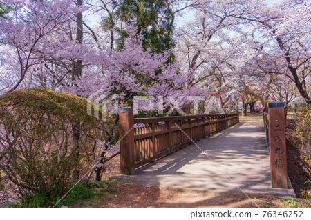 （長野縣）春日公園的櫻花二之丸橋（城址） 76346252