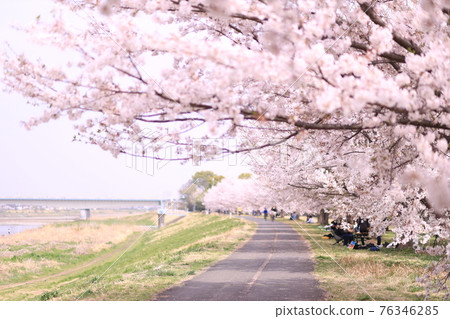 Cherry blossoms in Inagi North Green Space Park 76346285