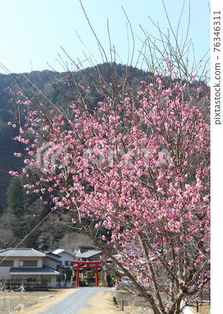秋元神社的紅梅 76346311