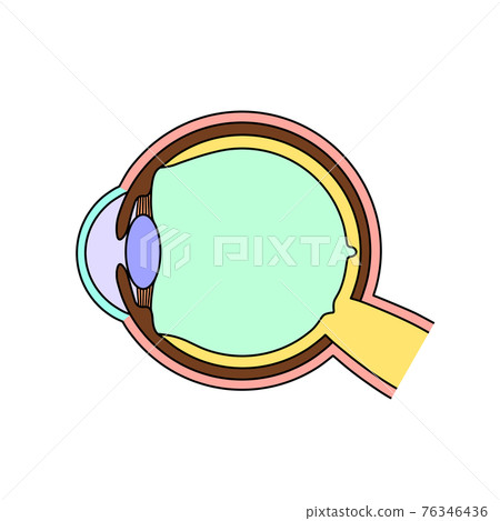 眼球的橫截面（圖像） 76346436