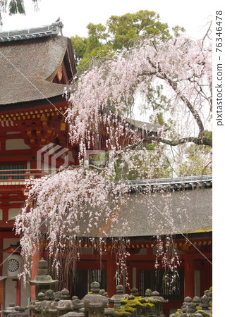 春日大社的垂枝櫻 76346478