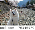 櫻花盛開的河邊風景和日本斯皮茨犬 76346570