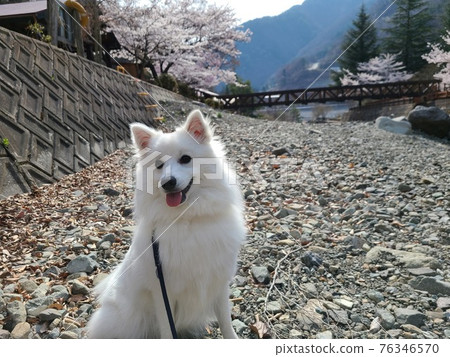 櫻花盛開的河邊風景和日本斯皮茨犬 櫻花盛開的河邊風景和日本斯皮茨犬 76346570