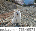 江邊櫻花盛開時節的日本斯皮茨犬 76346573