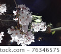 夜晚的櫻花和城堡的景色 76346575