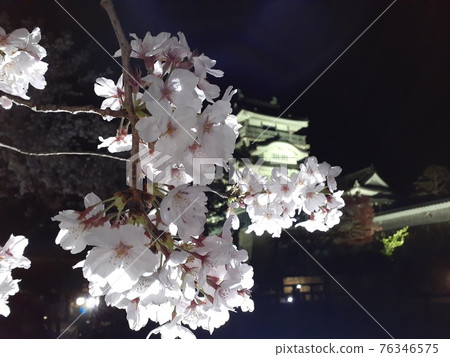 夜晚的櫻花和城堡的景色 夜晚的櫻花和城堡的景色 76346575