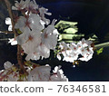 夜晚的櫻花和城堡的景色 76346581