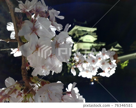 夜晚的櫻花和城堡的景色 夜晚的櫻花和城堡的景色 76346581