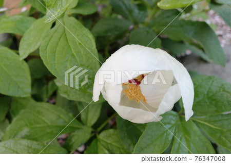 在雨中和朝陽中綻放的白花“芍藥：Paeonia obovata” 76347008