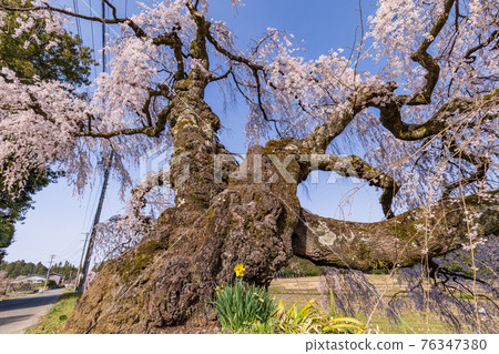 （長野縣）伊那市宮原垂枝櫻花根水仙 76347380