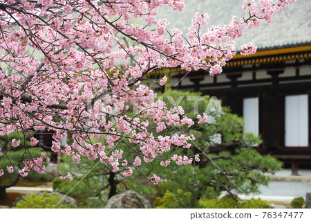 Kawazu cherry blossoms of Sanjusangendo Kawazu cherry blossoms of Sanjusangendo 76347477